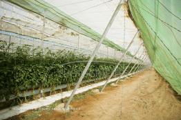 Image du Maroc Professionnelle de  Avec l'introduction des cultures sous abris serres, la région de Dakhla est devenue en très peu de temps célèbre pour ces productions de fruits et légumes destinés à l’export.  Sous d’immenses serres, la production des tomates en grappes bénéficie d’un climat phénoménalement ensoleillé, tempéré et régulier, Mardi 21 Novembre 2006. (Photo / Abdeljalil Bounhar) 